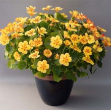 img-1: Настурция Айс Крим Сандей [500 шт] - ООО «Семена Тут»