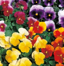 Виола крупноцветковая Ультима Бекон микс [100 шт] - ООО «Семена Тут»