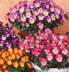 Виола крупноцветковая Ультима Редиенс микс [100 шт] - ООО «Семена Тут»