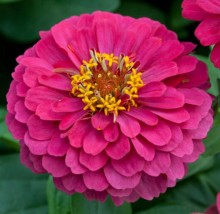 Цинния Джульетта Роуз Шейдес [1000 шт] - ООО «Семена Тут»