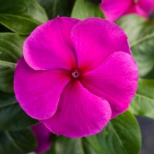 Катарантус Блокбастер Пурпл [100 шт] - ООО «Семена Тут»