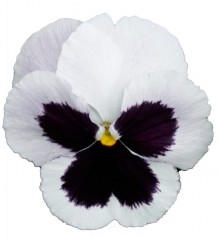Виола крупноцветковая Премьер Вайт виз блоч [100 шт] - ООО «Семена Тут»