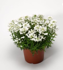 img-1: Иберис Вистлер F1 Вайт [250 шт] - ООО «Семена Тут»