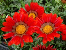 img-1: Газания Энорма Ред Виз Ринг [1000 шт] - ООО «Семена Тут»