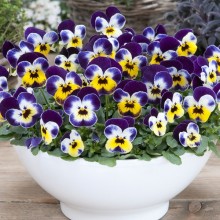 img-1: Виола рогатая Флорал Пауэр F1 Джолли Фейс [1000 шт] - ООО «Семена Тут»