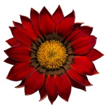 Газания Энорма Ред Виз Ринг [1000 шт] - ООО «Семена Тут»