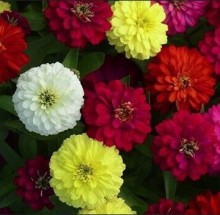 Цинния Зидеко F1 микс [1000 шт] - ООО «Семена Тут»