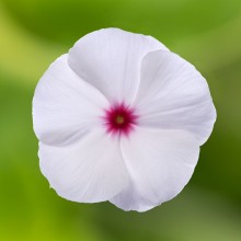 Катарантус Кора Полька Дот [1000 шт] - ООО «Семена Тут»