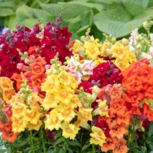 Львиный зев Свит Дуэт Микс [1000 шт] - ООО «Семена Тут»