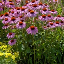 img-1: Эхинацея пурпурная Бравадо [1000 шт] - ООО «Семена Тут»