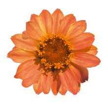 Цинния Профьюжен Эприкот [100 шт] - ООО «Семена Тут»