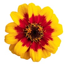 Цинния Профьюжен Ред еллоу биколор [100 шт] - ООО «Семена Тут»