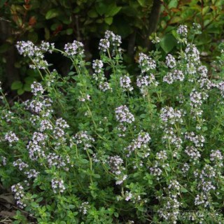 Тимьян обыкновенный [500 м/драже] - ООО «Семена Тут»