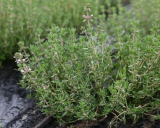 img-2: Тимьян Тибул - ООО «Семена Тут»