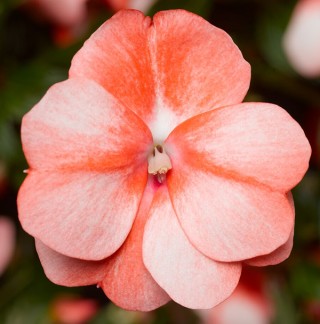 img-0: Бальзамин новогвинейский Флорифик F1 Свит Оранж [1000 шт] - ООО «Семена Тут»