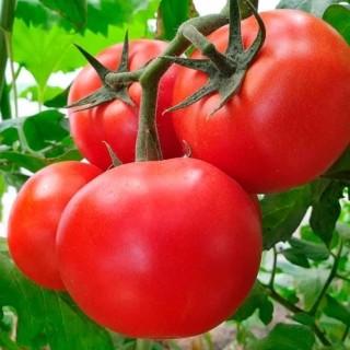 Томат Остоженка F1 - ООО «Семена Тут»