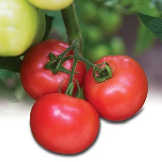 img-0: Томат Легионер F1 (инкруст. семена) - ООО «Семена Тут»