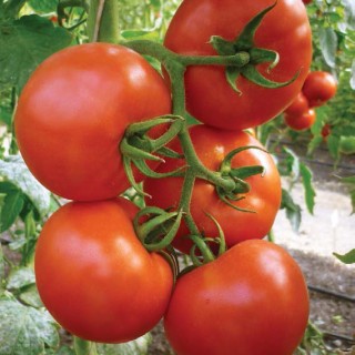 img-0: Томат Океан F1 (инкруст. семена) - ООО «Семена Тут»