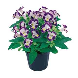 Торения Литл Кисс Блю энд Вайт [1000 драже]* - ООО «Семена Тут»