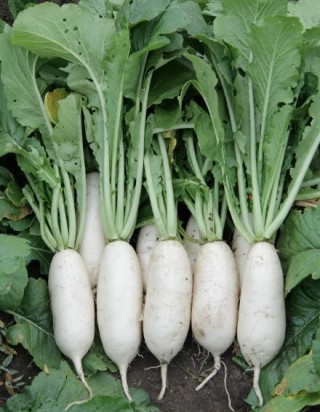 img-1: Дайкон Торро F1 - ООО «Семена Тут»