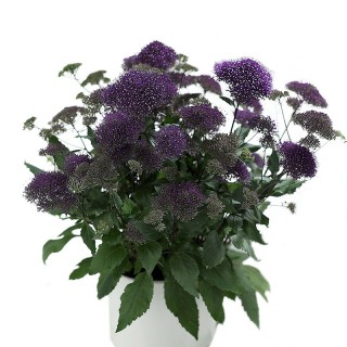 Трахелиум Пэшн Ин Дип Парпл [1000 драже] - ООО «Семена Тут»