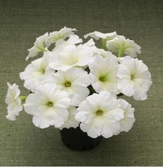 img-1: Петуния гибридная Трилоджи Лайм [1000 драже] - ООО «Семена Тут»