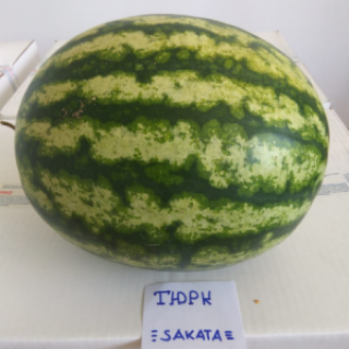 img-0: Арбуз Тюрк F1 - ООО «Семена Тут»