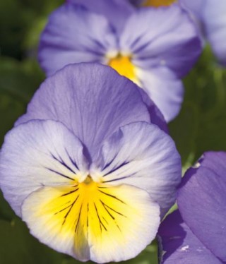 img-0: Виола крупноцветковая Ультима Блю енд Еллоу виз блоч [1000 шт] - ООО «Семена Тут»