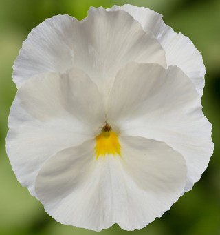 Виола крупноцветковая Дельта Про Клиа Вайт [1000 шт] - ООО «Семена Тут»