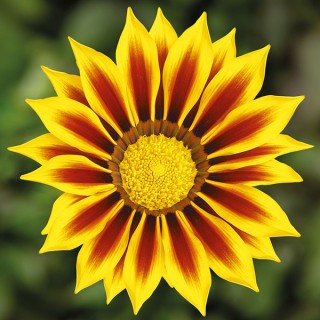 img-0: Газания Кисс Еллоу Флейм  [1000 шт] - ООО «Семена Тут»