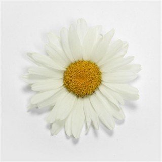 img-0: Нивяник Вайт Лион [1000 шт] - ООО «Семена Тут»