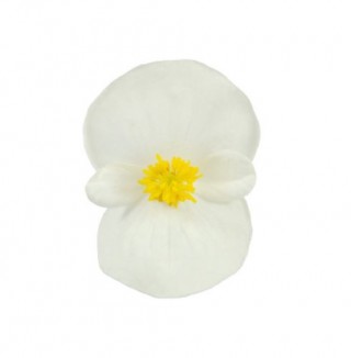 img-1: Бегония вечноцветущая зеленолистная Супер Кул Вайт [1000 драже] - ООО «Семена Тут»