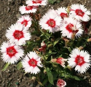 img-0: Гвоздика китайская Валентина [100 шт] - ООО «Семена Тут»