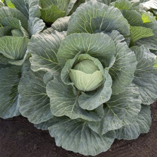 img-1: Капуста белокочанная Вертекс F1 - ООО «Семена Тут»