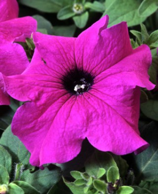 Петуния грандифлора Танго Виолет [1000 драже] - ООО «Семена Тут»