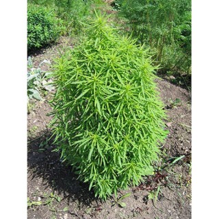 Кохия волосистая Бернинг Буш [10 гр] - ООО «Семена Тут»