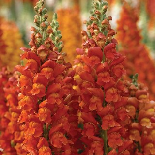 img-0: Львиный зев Увертюра 2 Оранж [1000 шт] - ООО «Семена Тут»