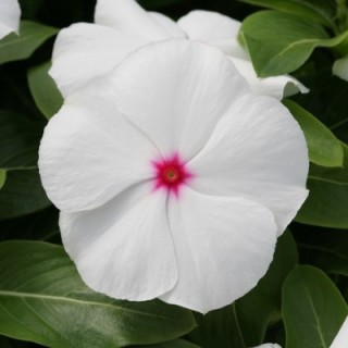 Катарантус Кобра Пеперминт [100 шт] - ООО «Семена Тут»