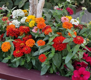 Цинния Джульетта Микс [1000 шт] - ООО «Семена Тут»