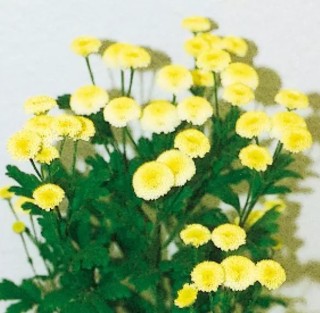 img-0: Ромашка  Вегмо Еллоу [1000 шт] - ООО «Семена Тут»