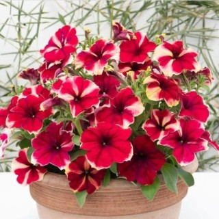 Петуния мультифлора Романтика Джульетта [100 драже] - ООО «Семена Тут»