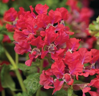 img-2: Куфея Шрирача F1 Роуз [100 шт] - ООО «Семена Тут»