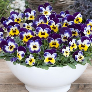 img-1: Виола рогатая Флорал Пауэр F1 Джолли Фейс [1000 шт] - ООО «Семена Тут»