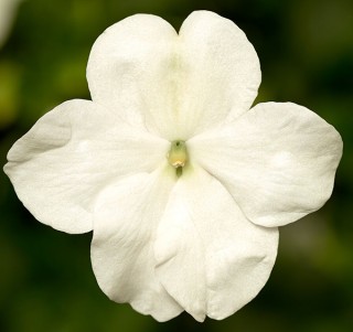 img-0: Бальзамин Имара F1 Вайт [1000 шт] - ООО «Семена Тут»