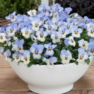 img-1: Виола рогатая Флорал Пауэр F1 Блю Пикоти [1000 шт] - ООО «Семена Тут»