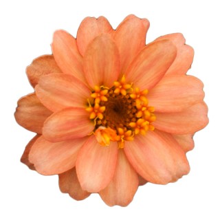 Цинния Профьюжен Дабл Дип Салмон [1000 шт] - ООО «Семена Тут»