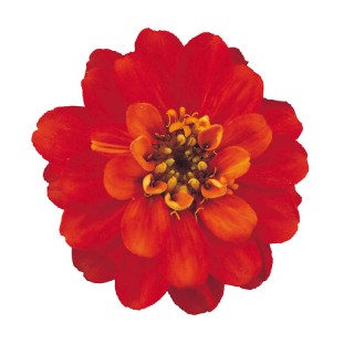 Цинния Профьюжен Дабл Файэ [1000 шт] - ООО «Семена Тут»