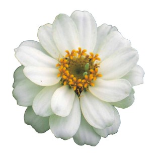 Цинния Профьюжен Дабл Вайт [1000 шт] - ООО «Семена Тут»