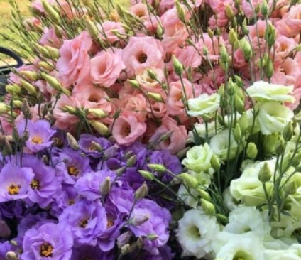 Роза без шипов.